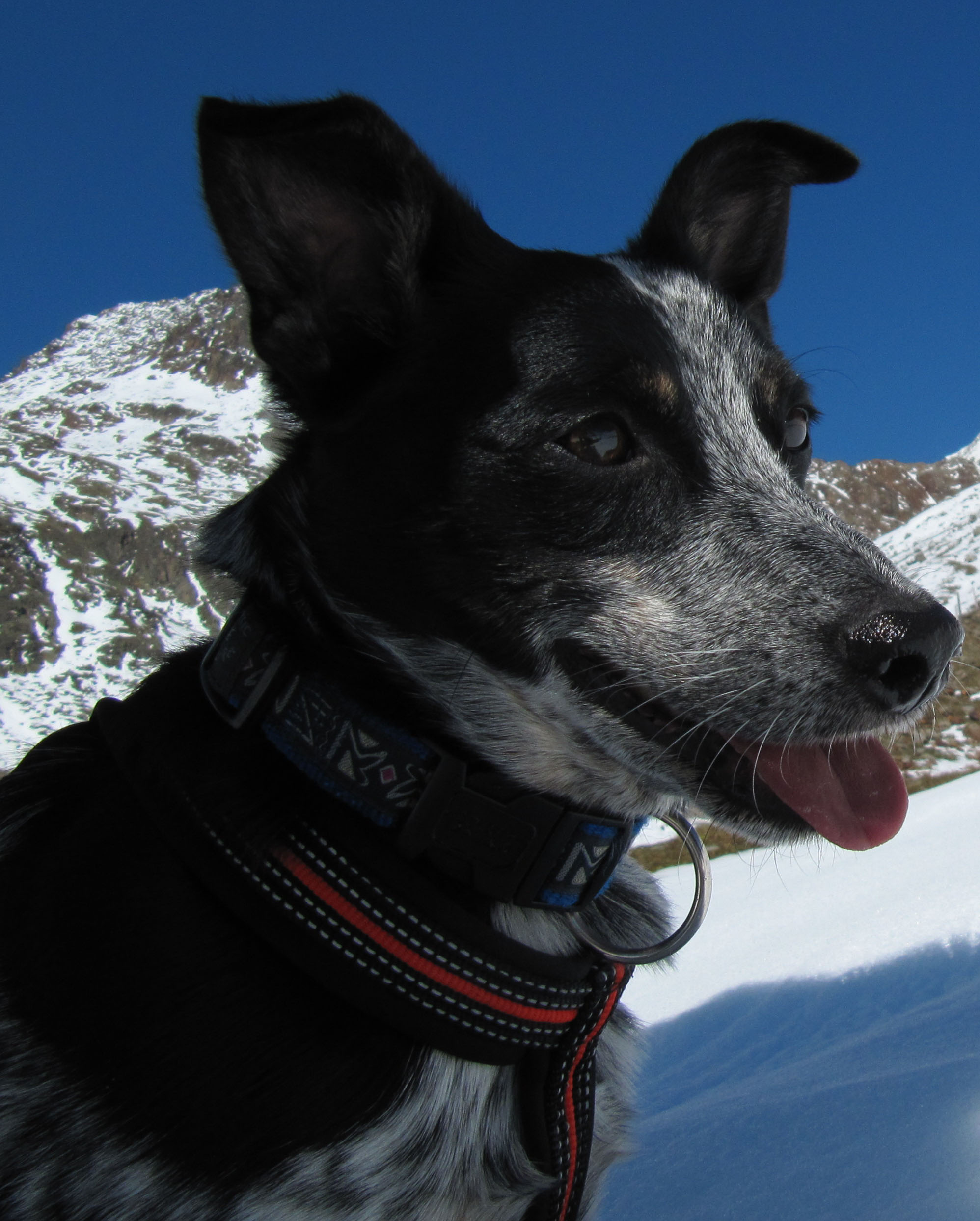 Schiller (Australian Cattle Dog, Australian Kelpie) Australian Cattle Dog Australian Kelpie Mischling Schiller (Australian Cattle Dog, Australian Kelpie) Australian Cattle Dog Australian Kelpie